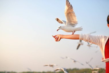 Martılar onlardan yemek