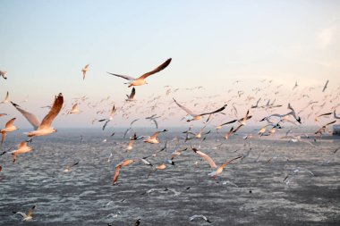 Gün batımında gökyüzünde uçan martıları peyzaj görüntüsü.