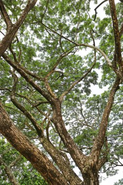 Ağaç yaprak ve dalların bahçede
