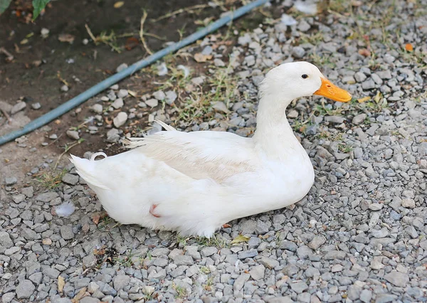 Pato Blanco Suelo — Foto de Stock