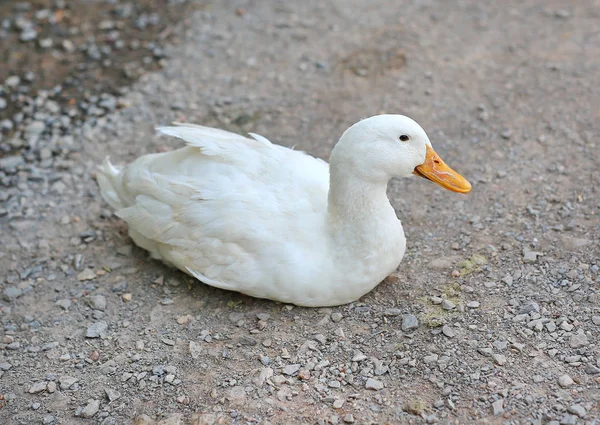 Een Witte Eend Grond — Stockfoto