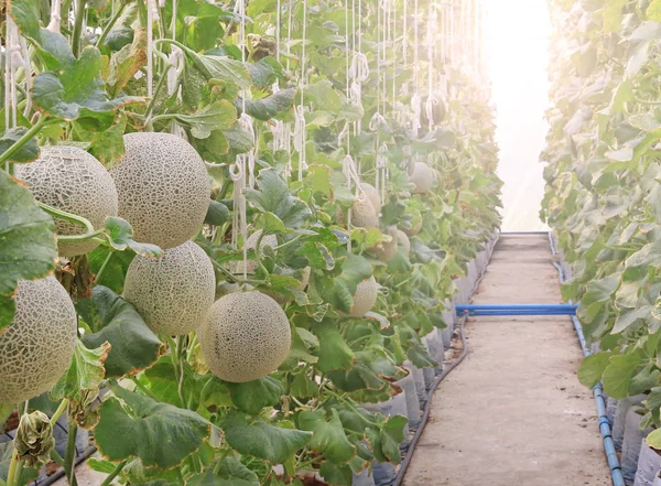 young sprout of Japanese melons or green melons or cantaloupe melons plants growing in greenhouse supported by string melon nets.