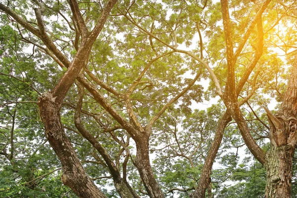 Branches Arbres Dans Jardin Avec Des Rayons Soleil — Photo