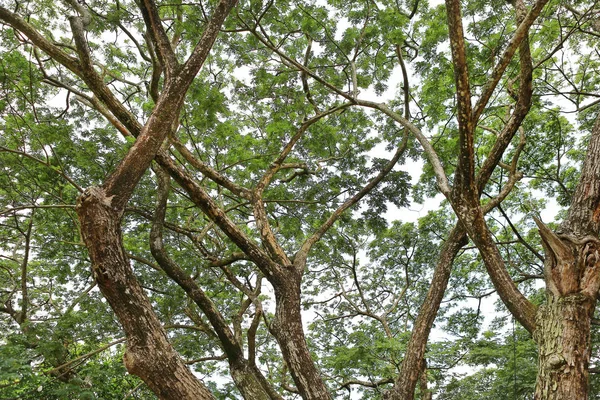 Boomtakken Tuin — Stockfoto