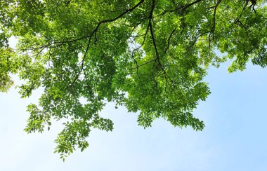 kopyalama alanı olan yeşil yapraklar.