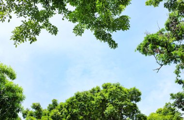 kopyalama alanı olan yeşil yapraklar.