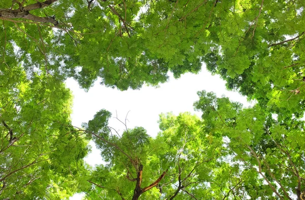 Дерево Лист Гілки Саду — стокове фото
