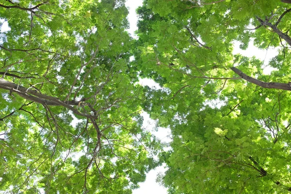 Strom Listů Větví Zahradě — Stock fotografie