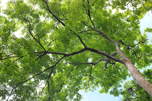 ツリーの葉と庭の枝 — ストック写真