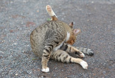 Çizgili kedi toprak zeminde oturma. Kediler kendilerini temizlemek.