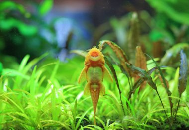 Akvaryum tankındaki Pleco Catfish 'e yakın çekim.