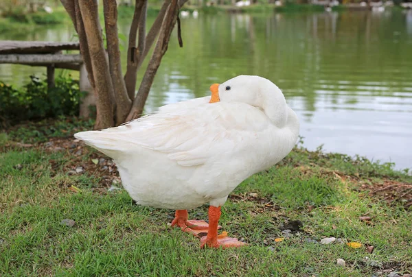 White Duck Stand Sleeping Pond — Stock Photo, Image