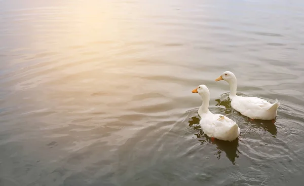 Two white ducks float in ponds by reflecting sunlight.