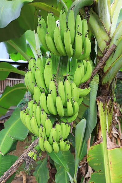 Bananas Verdes Bananeira — Fotografia de Stock