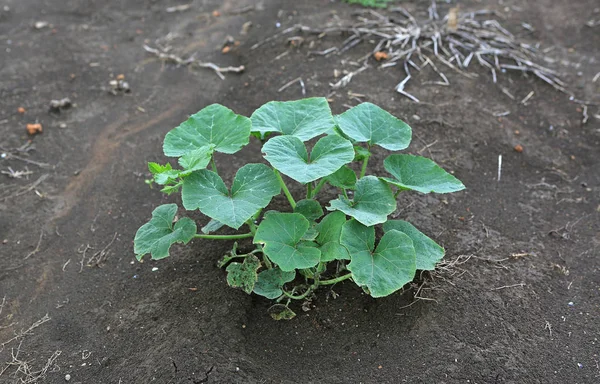 Junge Kürbisbäume Naturgarten — Stockfoto