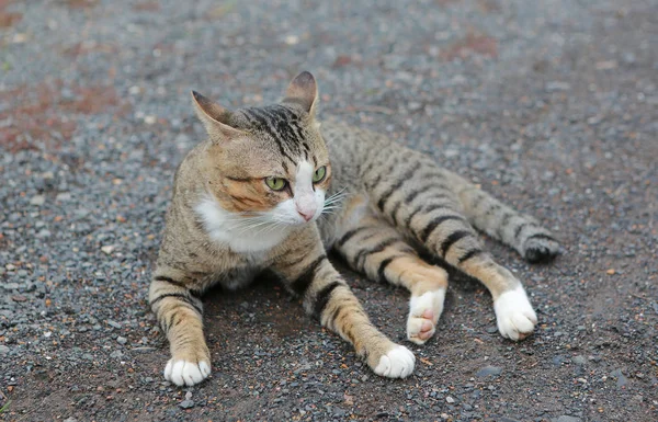 Thaise Gestreepte Kat Zittend Grond — Stockfoto