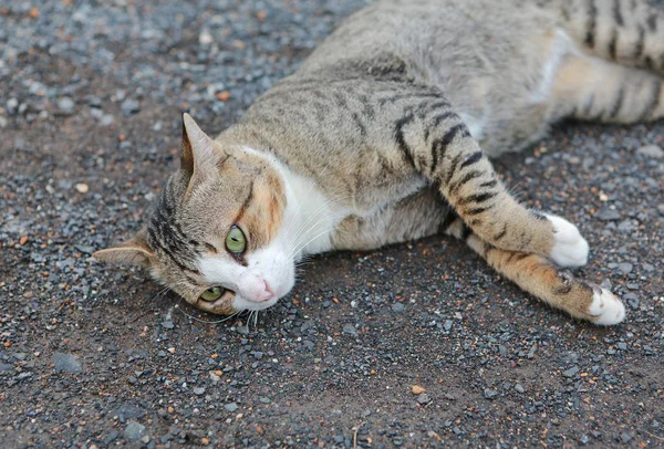 Close Thaise Gestreepte Kat — Stockfoto