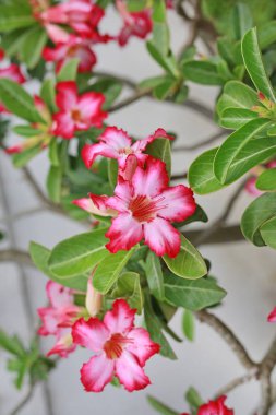 Ağaç üzerinde Adenium çiçekler