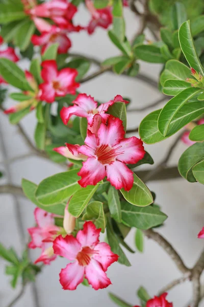 Fiori Adenio Sull Albero — Foto Stock