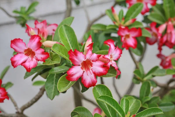 Fleurs Adénium Sur Arbre — Photo