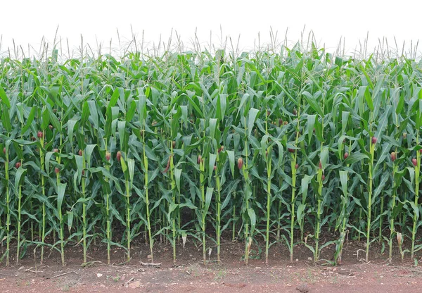 Campo Maíz Verde Joven Jardín Agrícola — Foto de Stock