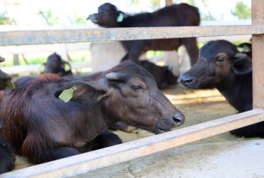 Ahır oturan Buffalo