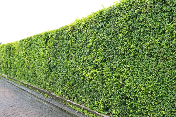 Perspektivisch Grüne Laubmauer Stadtpark — Stockfoto
