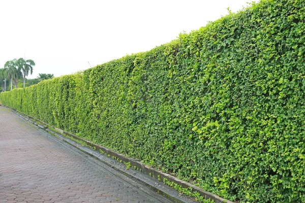 Perspektivisch Grüne Laubmauer Stadtpark — Stockfoto