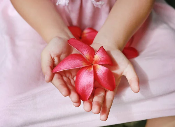 Plumeria Blume Kleinen Mädchenhänden — Stockfoto