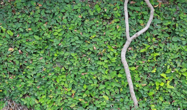 Cabang Pohon Pada Dinding Bata Dan Akar Pohon — Stok Foto