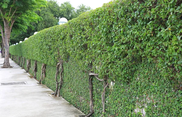 Perspektive Grüne Blätter Auf Backsteinmauer Hintergrund Mit Baumwurzel — Stockfoto