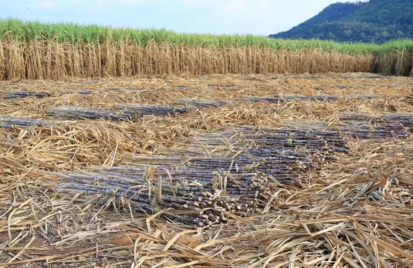 Zuckerrohrerntezeit Thailand — Stockfoto