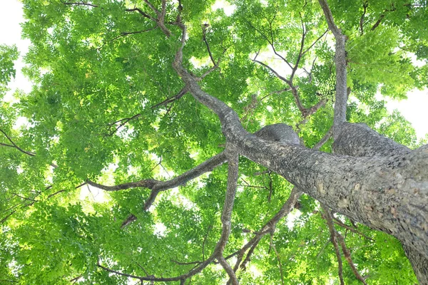 Дерево Листя Гілки Саду Фоні Неба — стокове фото