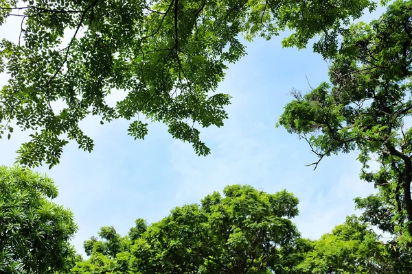 Groene Bladeren Achtergrond Met Kopieerruimte — Stockfoto