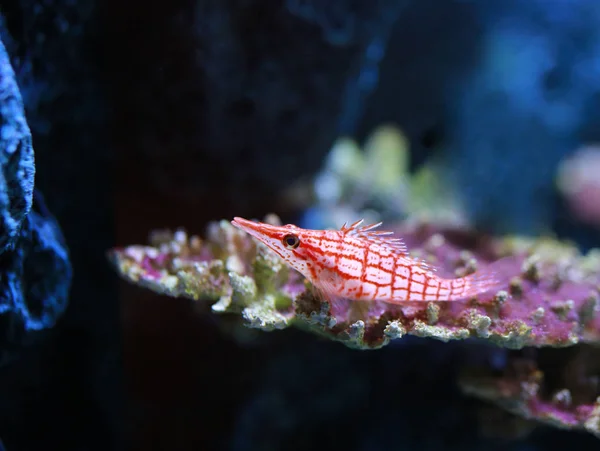 Långnosad Hökfiskar Oxycirrhites Typus Akvarium — Stockfoto
