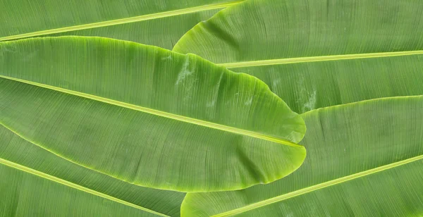 Folhas Banana Textura Fundo — Fotografia de Stock