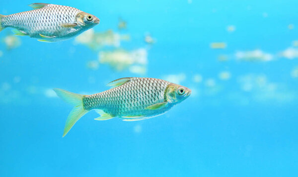 Silver Barb Swimming Aquarium — Stock Photo, Image