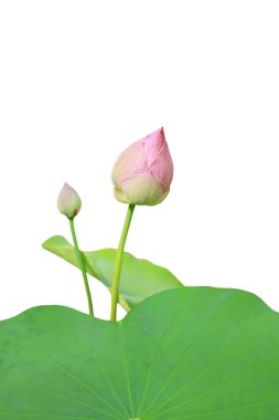 Lotus çiçeği yeşil yaprak beyaz arka plan üzerinde izole.