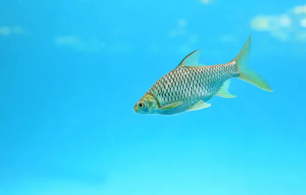 Рыба Колючка Аквариуме — стоковое фото