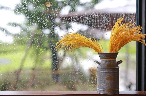 Golden Dried Rice Flower Vase Home Decoration Glass Window Rain — Stock Photo, Image
