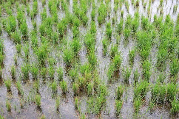 Schönes Reisfeld Der Regenzeit — Stockfoto