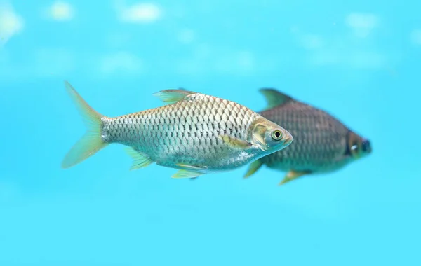 Java Barb Fish Swimming Water Aquarium — Stock Photo, Image