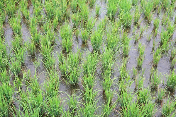 Young paddy rice in field during rain.
