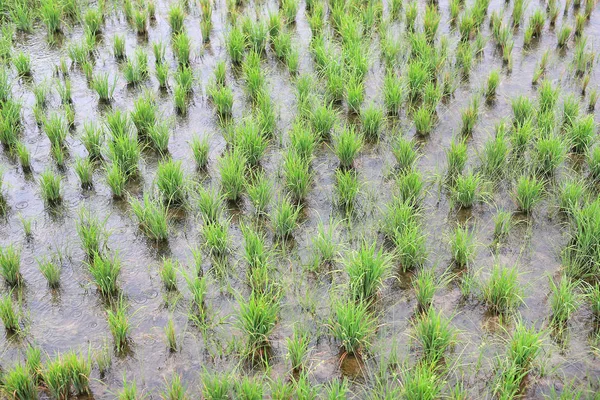 Junger Reis Feld Bei Regen — Stockfoto