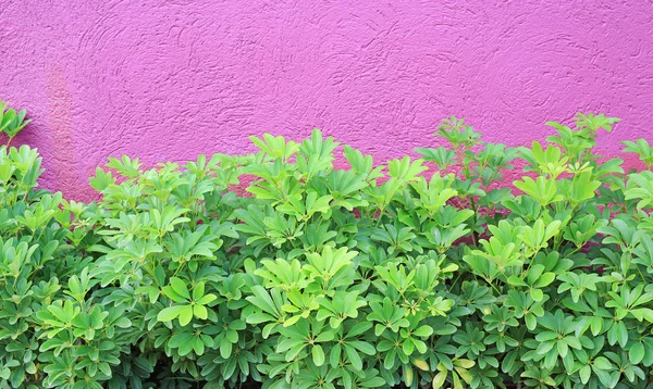 Liten Dekoration Träd Och Grova Djup Rosa Vägg — Stockfoto