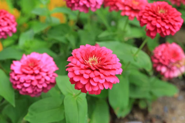 特写粉红色百日草花在花园里 — 图库照片