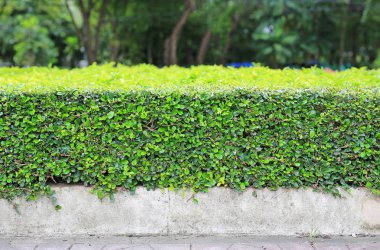 Yeşil yapraklı duvar çiti arka planı. Bahçe dekorasyonu.