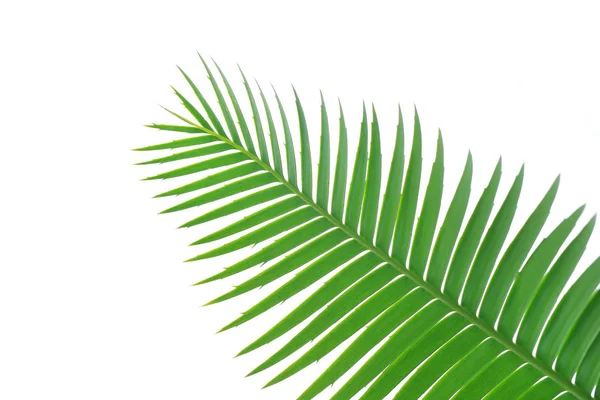 ゴムのやしまたは巨大な Dioon Dioon Spinulosum ダイアー の緑の葉熱帯ソテツ ヤシの白い空を背景や壁紙を使用して植物 — ストック写真