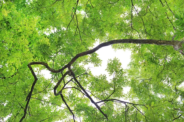 Feuille Arbre Branches Dans Jardin Sur Fond Ciel — Photo