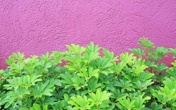 Litet Träd Och Grov Djup Rosa Vägg Bakgrund — Stockfoto